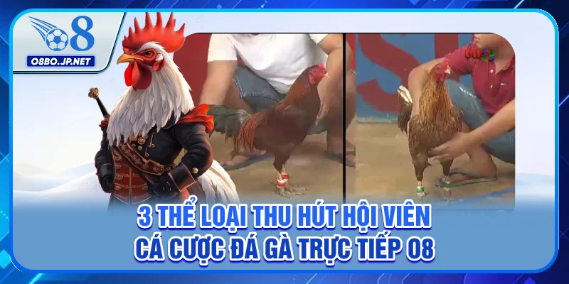3 Thể Loại Cá Cược Đá Gà Trực Tiếp O8 Cực Kỳ Hút Khách 4 3 thể loại thu hút hội viên cá cược đá gà trực tiếp O8