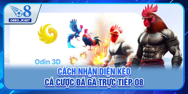 3 Thể Loại Cá Cược Đá Gà Trực Tiếp O8 Cực Kỳ Hút Khách 3 Cách nhận diện kèo cá cược đá gà trực tiếp O8